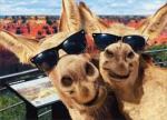 donkey selfie